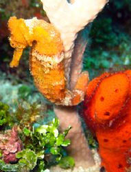 Seahorse taken with Canon A620 with internal flash, pictu... by Brian Jackson 